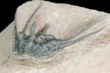 Kettneraspis Prescheri Trilobite - Long Occipital Spine #74705-3